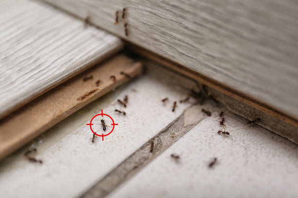 Best Wasp Removal Services  in Dorr, MI
