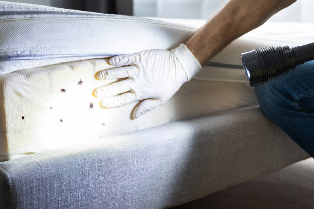 Trusted Dorr, MI Pest Control Experts