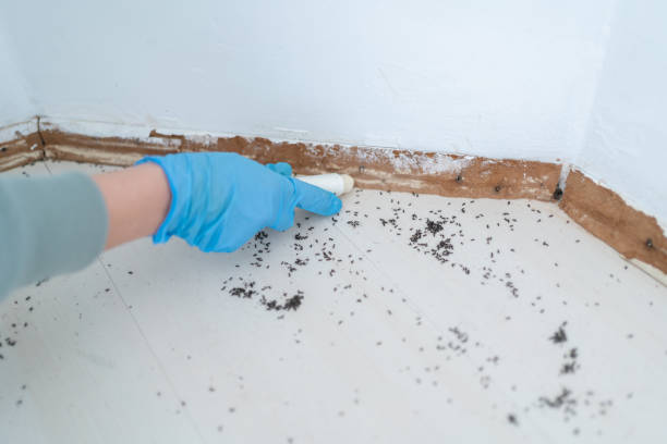 Best Ant Control Services  in Dorr, MI
